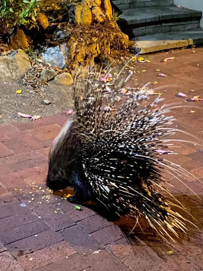 Апартаменти Porcupine Walk Саймонс-Таун Екстер'єр фото
