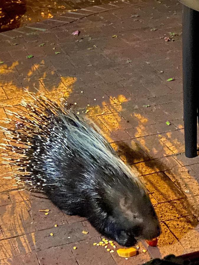 Апартаменти Porcupine Walk Саймонс-Таун Екстер'єр фото